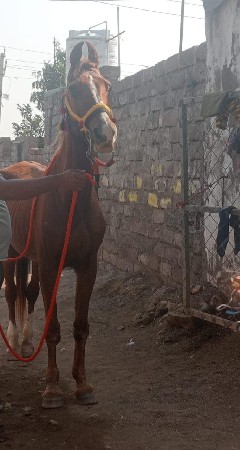 थंबनेल 3