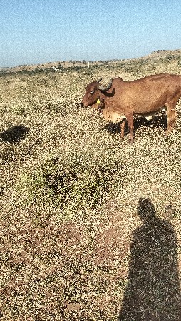 ગાય વેચવાની છે