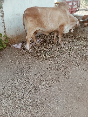 થંબનેલ 3