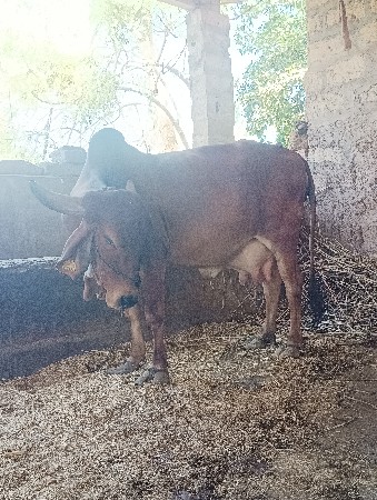 ગાય  વેચવાની  ગીર છે