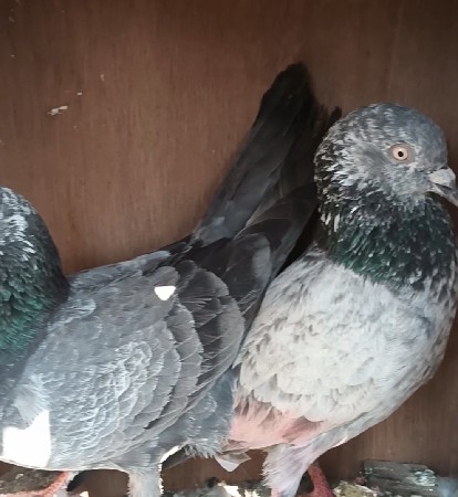 थंबनेल 2