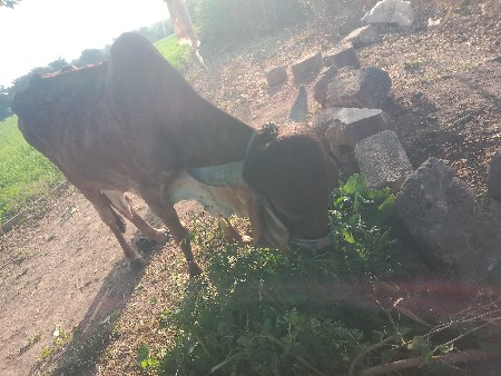 ગીર ગાય ના હાટા માં ઘોડી વચ્ચેરી લે