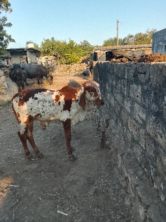 थंबनेल 3