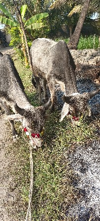 ગોઢલા વેચવાના છે