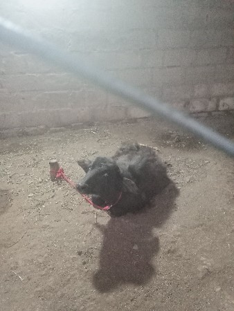 थंबनेल 3