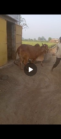 ગાય વેચવાની છે