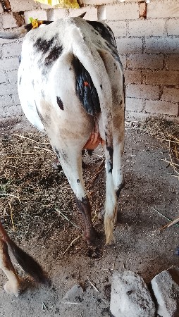 લીલડી ઓડકી  વેશવા ની છે