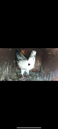 3કબુતર વેચાણ માટે છે