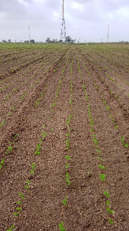 ખેતી ની જમીન વેચવાની છે,