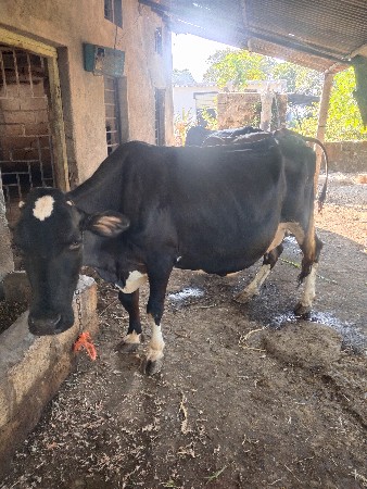 ગાય  વેસવાની છે