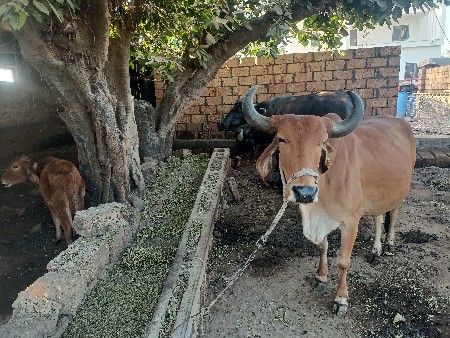 ગાય વેચવાની છે