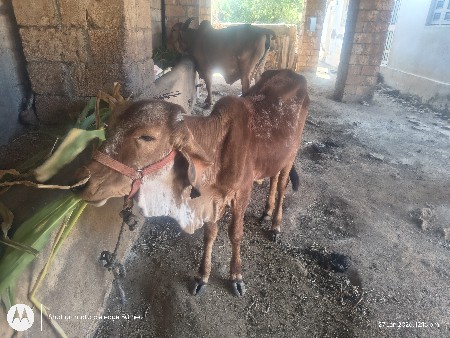 વાંસળી 1.5 વર્ષ ની