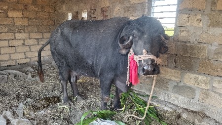 थंबनेल 3