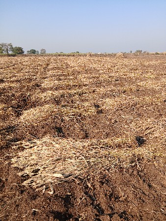गुधरी नीरझ