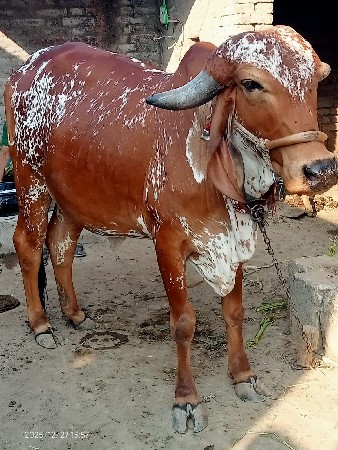 થંબનેલ 3