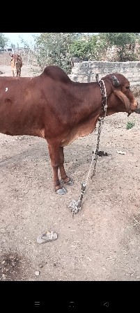 થંબનેલ 2