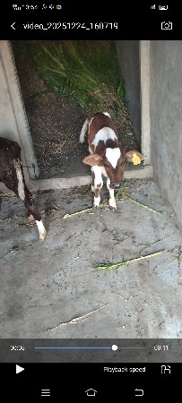 થંબનેલ 2