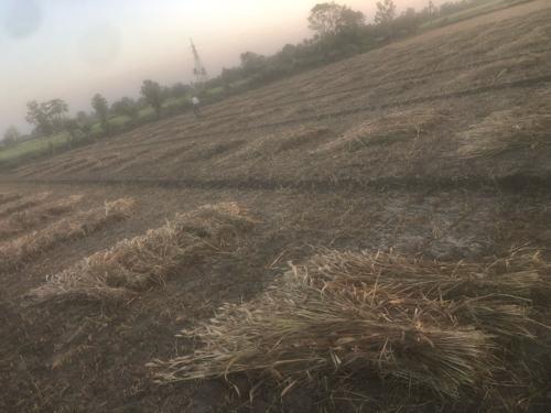 જુવાર નો સારો વેશવાનો છે