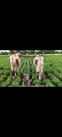 ગોઢલા  વેચવાના છે