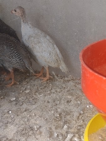 ગીની ફાઉલ