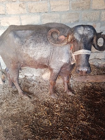 ભેંસ વેચવી છે વેંત બીજી છે