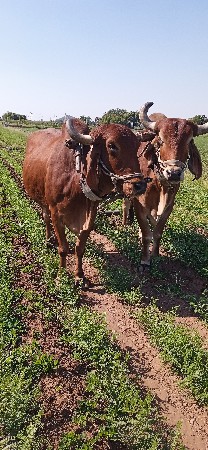 थंबनेल 3