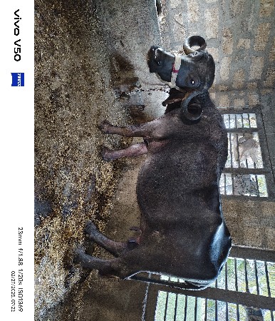 થંબનેલ 2