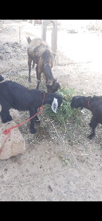 થંબનેલ 2