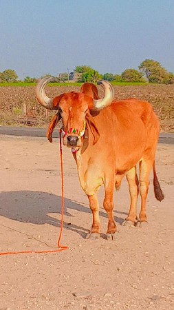 ત્રીજી સૌથી ધર્મ ગોરીયા ભરતસિંહ