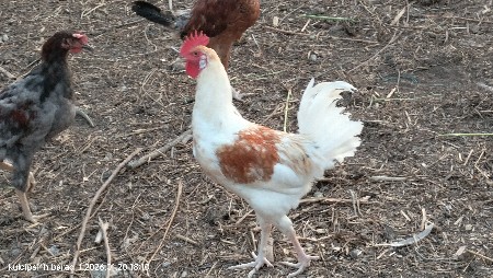 थंबनेल 3