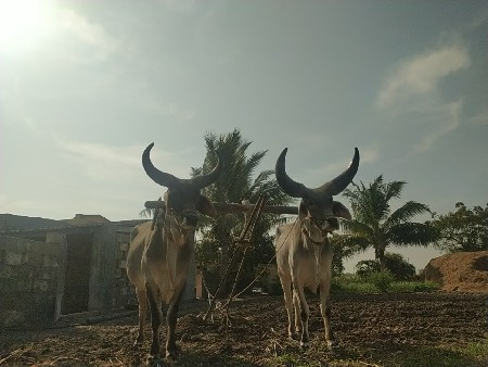 ગોઢલા વેશવા ના છે