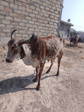 थंबनेल 2