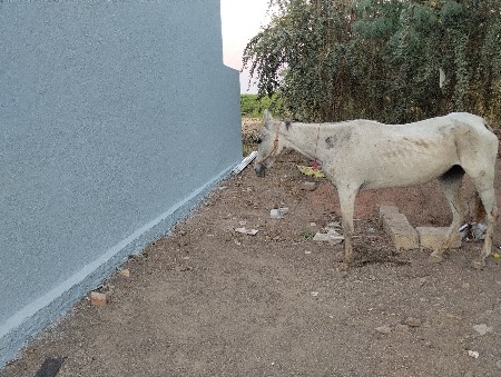 ઘોડી 5 વરસ