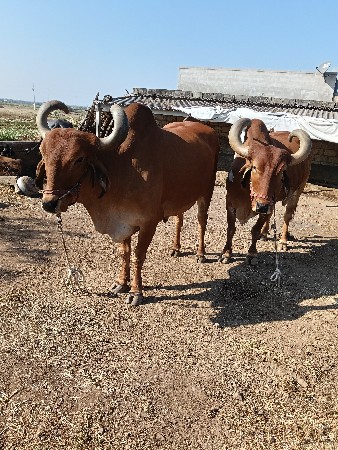 थंबनेल 2