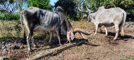 थंबनेल 2