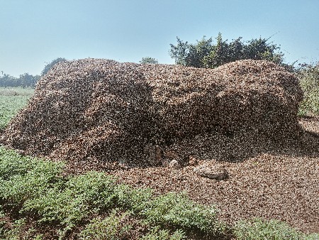 G-20 નો ચારો વેચવાનો છે