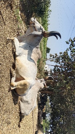 બળદ વેચવાના છે