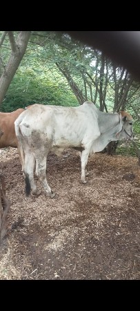 थंबनेल 4