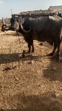 थंबनेल 3