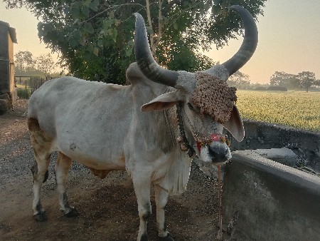 બળદ વેચવાના છે