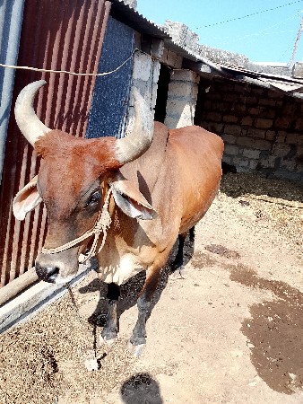 ગાય વેચવાની છે