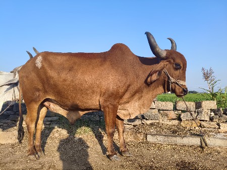 આ બળદ વહેંચવનો છે