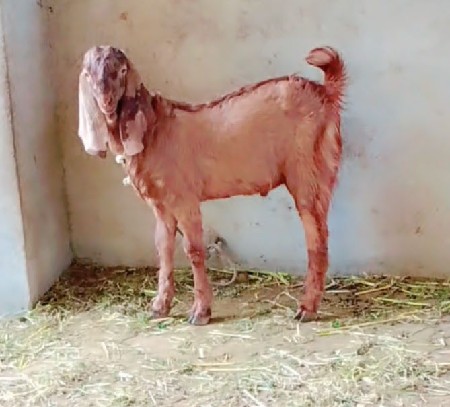 થંબનેલ 3