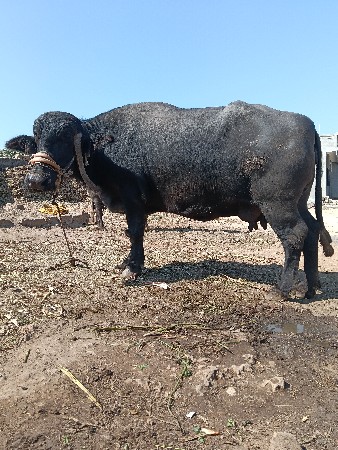 थंबनेल 2