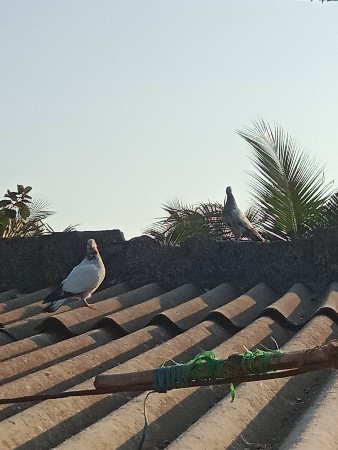 આ જોટો વેચવાનો છે માળવાળો છે