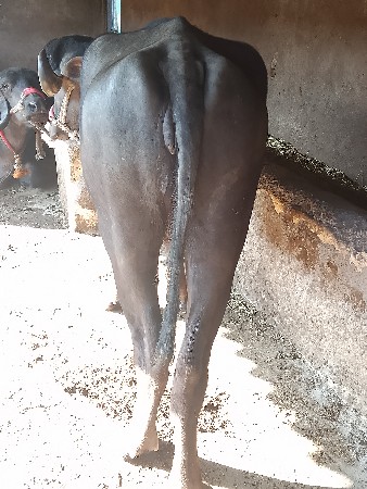 ખડેલી વેચવાની છે