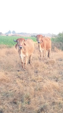 થંબનેલ 2