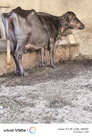 આ બેય ભેંસ આપવાની છે