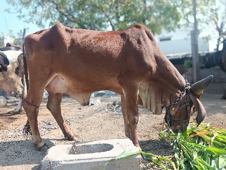ગીર હોડકી પેલું વેતર