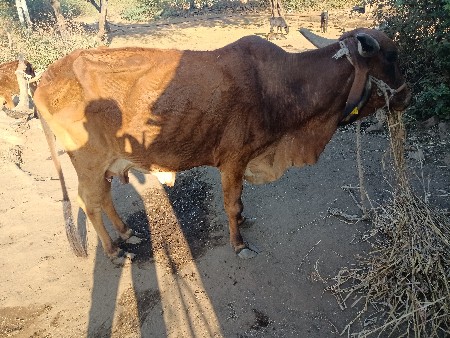 વેચવા ની છે